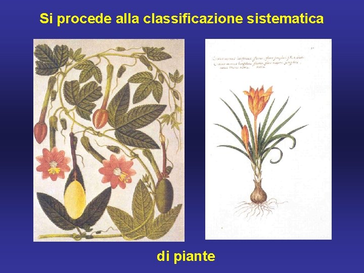 Si procede alla classificazione sistematica di piante 