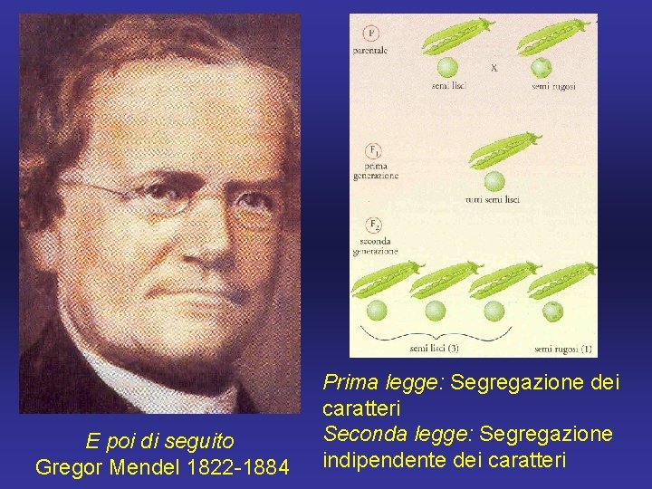 E poi di seguito Gregor Mendel 1822 -1884 Prima legge: Segregazione dei caratteri Seconda