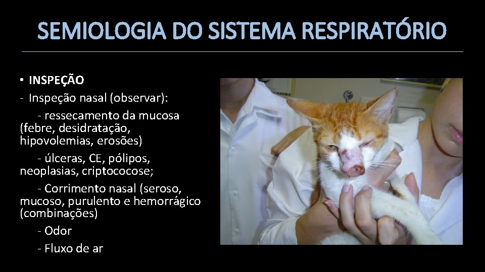 SEMIOLOGIA DO SISTEMA RESPIRATÓRIO • INSPEÇÃO - Inspeção nasal (observar): - ressecamento da mucosa