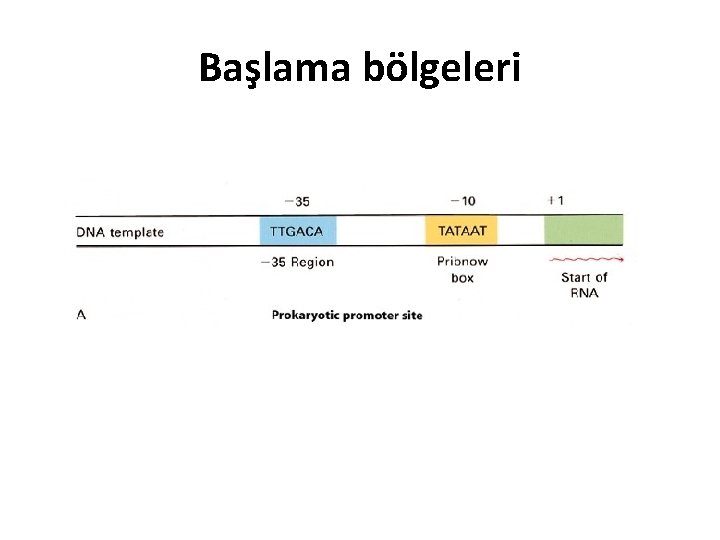 Başlama bölgeleri 