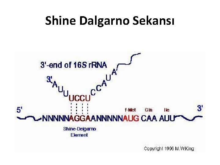 Shine Dalgarno Sekansı 