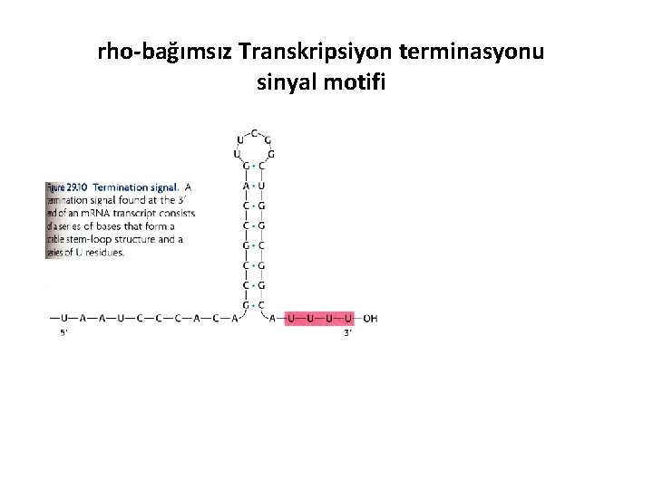 rho-bağımsız Transkripsiyon terminasyonu sinyal motifi 