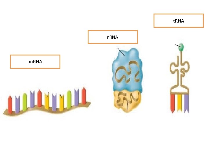 t. RNA r. RNA m. RNA 