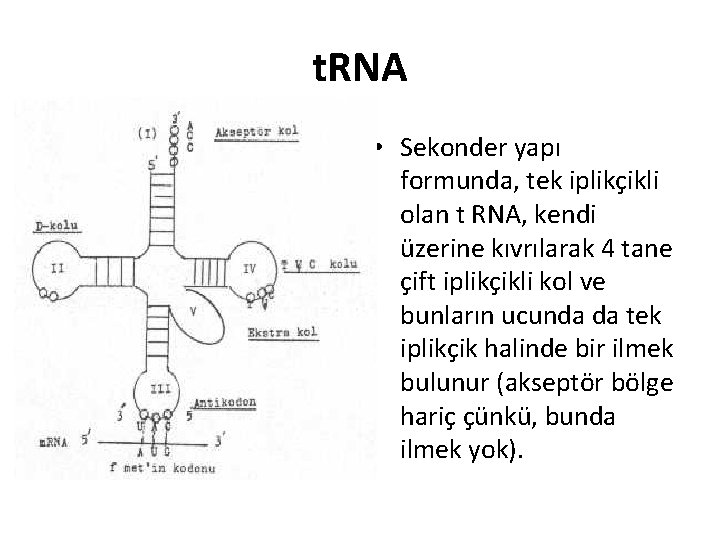 t. RNA • Sekonder yapı formunda, tek iplikçikli olan t RNA, kendi üzerine kıvrılarak