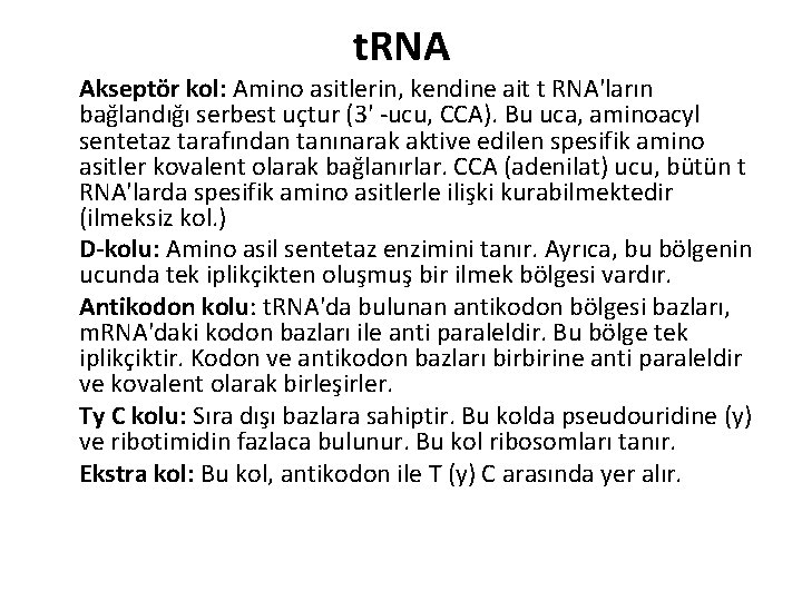 t. RNA Akseptör kol: Amino asitlerin, kendine ait t RNA'ların bağlandığı serbest uçtur (3'