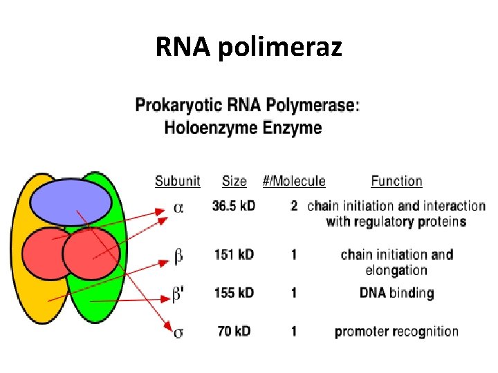RNA polimeraz 