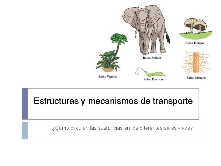 Estructuras y mecanismos de transporte ¿Cómo circulan las sustancias en los diferentes seres vivos?