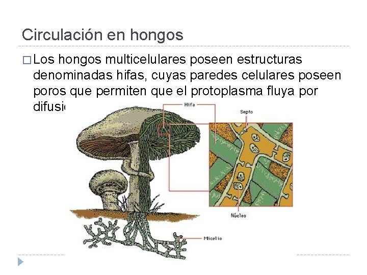 Circulación en hongos � Los hongos multicelulares poseen estructuras denominadas hifas, cuyas paredes celulares