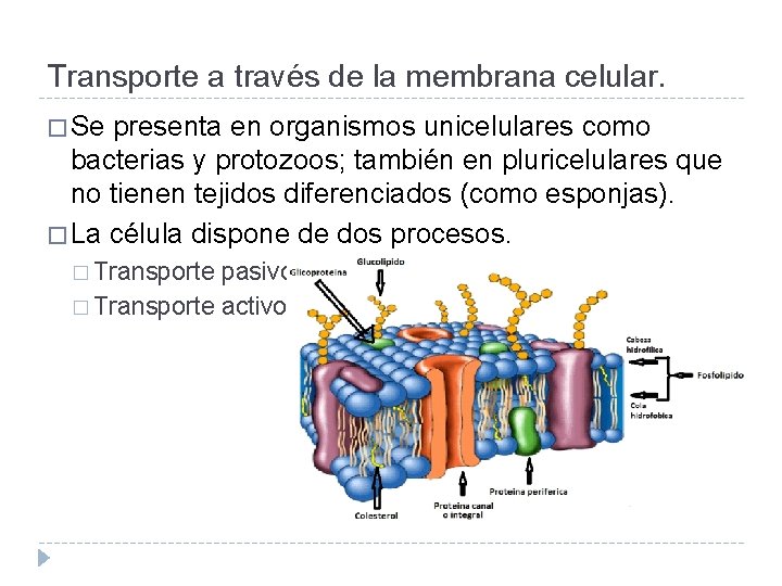 Transporte a través de la membrana celular. � Se presenta en organismos unicelulares como