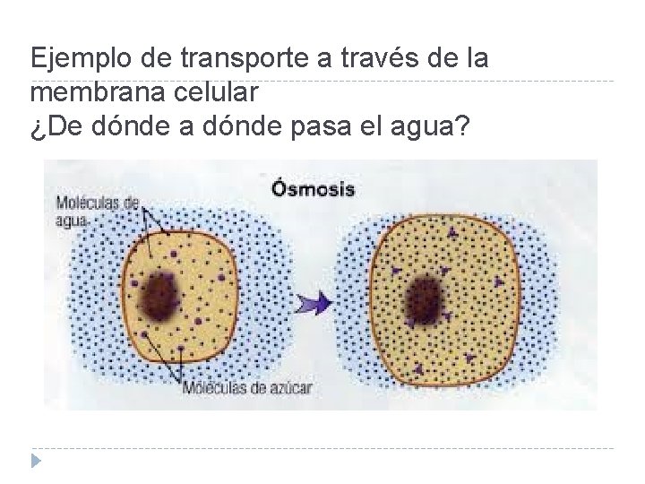 Ejemplo de transporte a través de la membrana celular ¿De dónde a dónde pasa