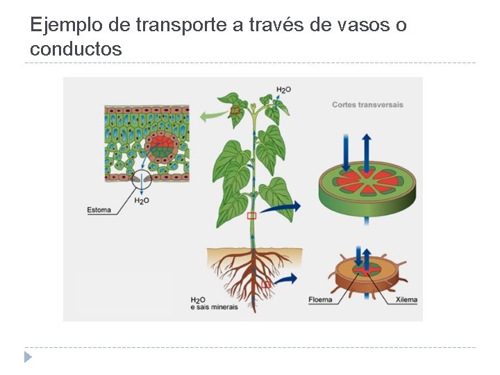 Ejemplo de transporte a través de vasos o conductos 