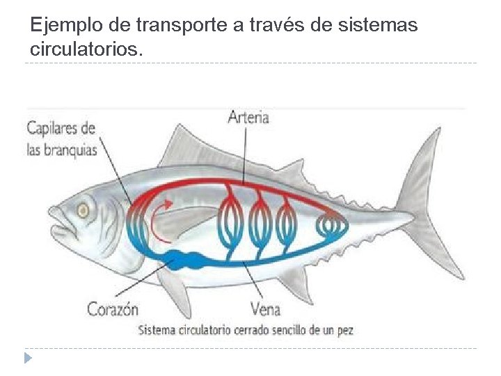 Ejemplo de transporte a través de sistemas circulatorios. 