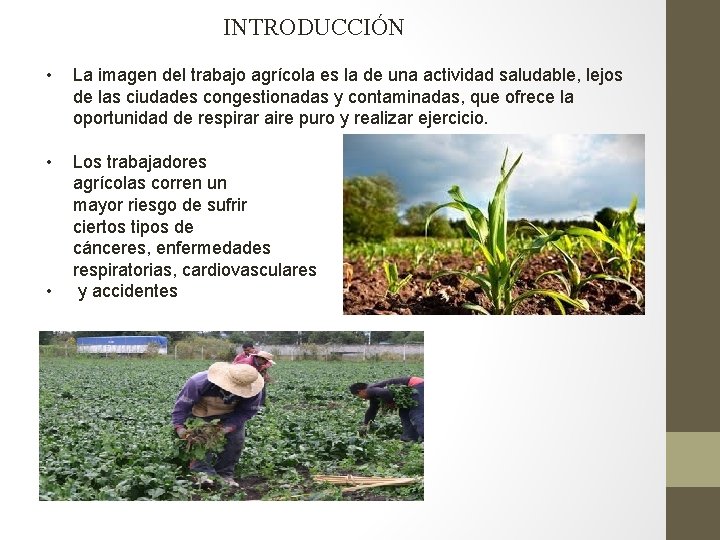 INTRODUCCIÓN • La imagen del trabajo agrícola es la de una actividad saludable, lejos