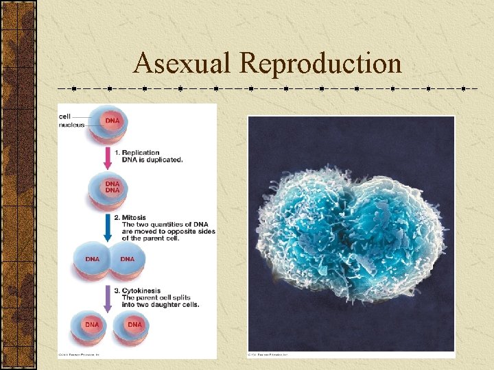 Asexual Reproduction 
