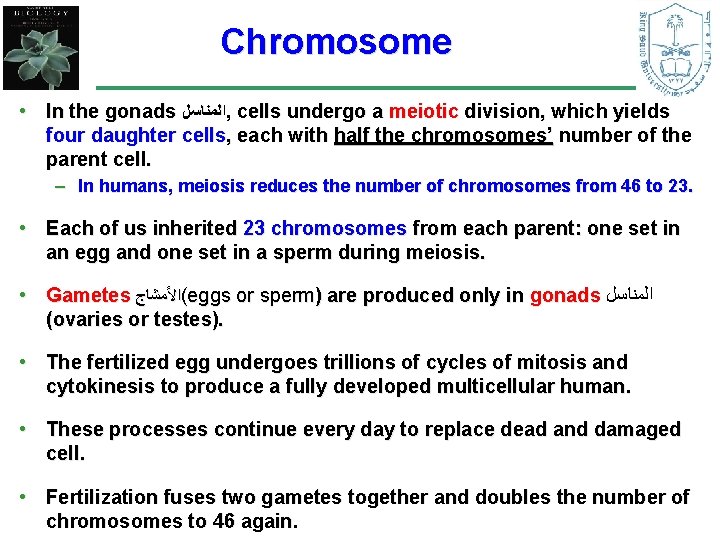 Chromosome • In the gonads ﺍﻟﻤﻨﺎﺳﻞ , cells undergo a meiotic division, which yields