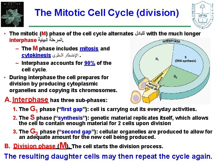 The Mitotic Cell Cycle (division) • The mitotic (M) phase of the cell cycle