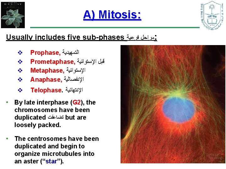 A) Mitosis: Usually includes five sub-phases ﻣﺮﺍﺣﻞ ﻓﺮﻋﻴﺔ : v v Prophase, ﺍﻟﺘﻤﻬﻴﺪﻳﺔ Prometaphase,