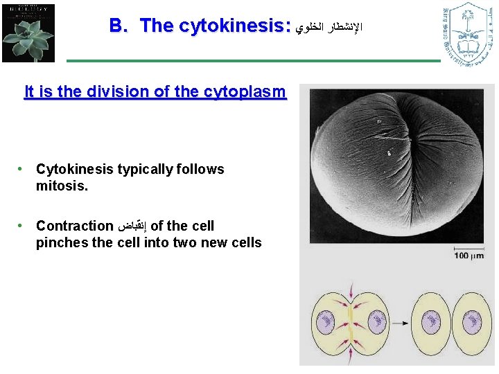 B. The cytokinesis: ﺍﻹﻧﺸﻄﺎﺭ ﺍﻟﺨﻠﻮﻱ It is the division of the cytoplasm • Cytokinesis