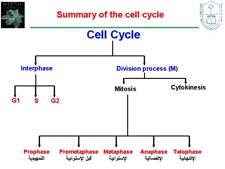 Summary of the cell cycle Cell Cycle Interphase Division process (M) Cytokinesis Mitosis G