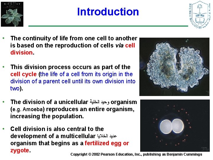 Introduction • The continuity of life from one cell to another is based on