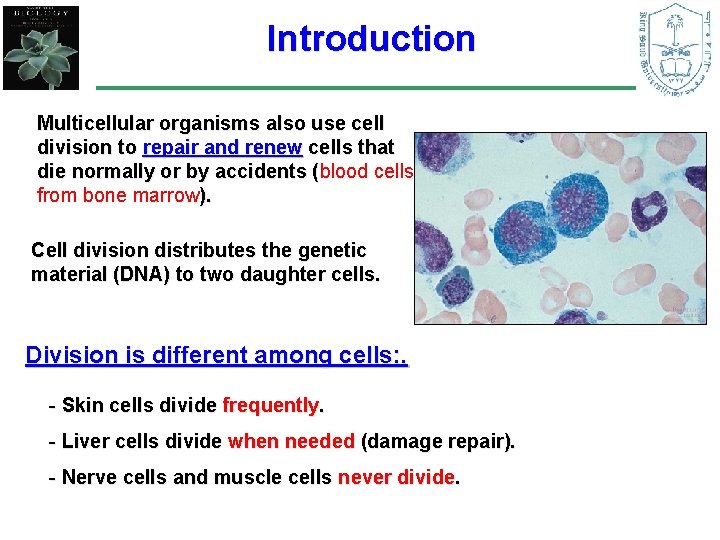 Introduction Multicellular organisms also use cell division to repair and renew cells that die