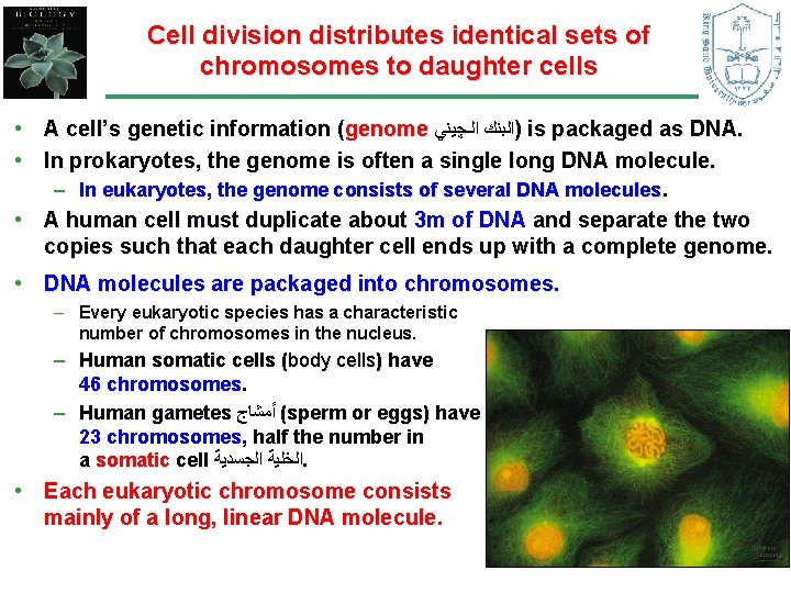 Cell division distributes identical sets of chromosomes to daughter cells • A cell’s genetic