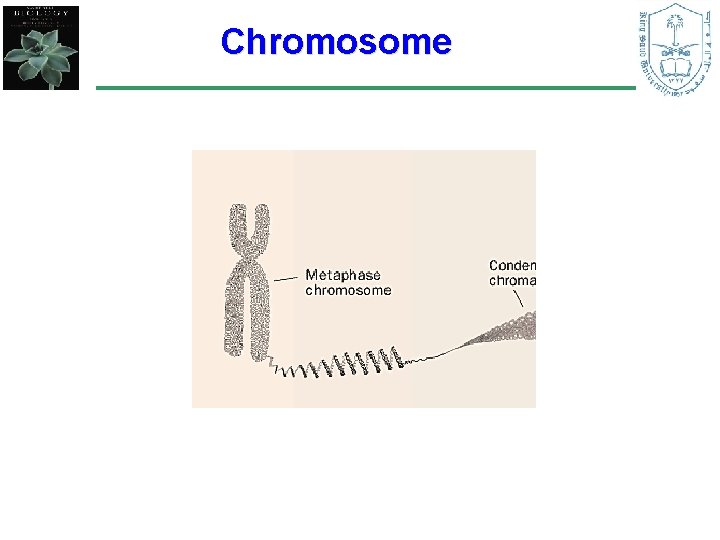 Chromosome 