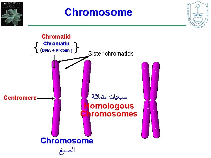 Chromosome Chromatid Chromatin (DNA + Protein ) Centromere Sister chromatids ﺻﺒﻐﻴﺎﺕ ﻣﺘﻤﺎﺛﻠﺔ Homologous Chromosome