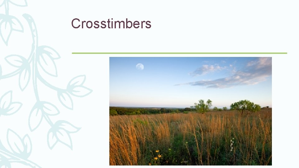 Crosstimbers 