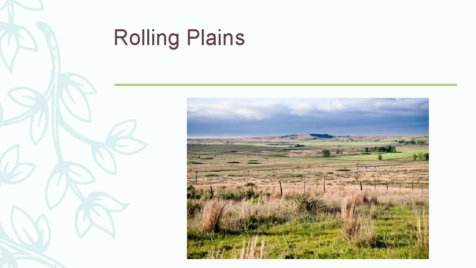 Rolling Plains 