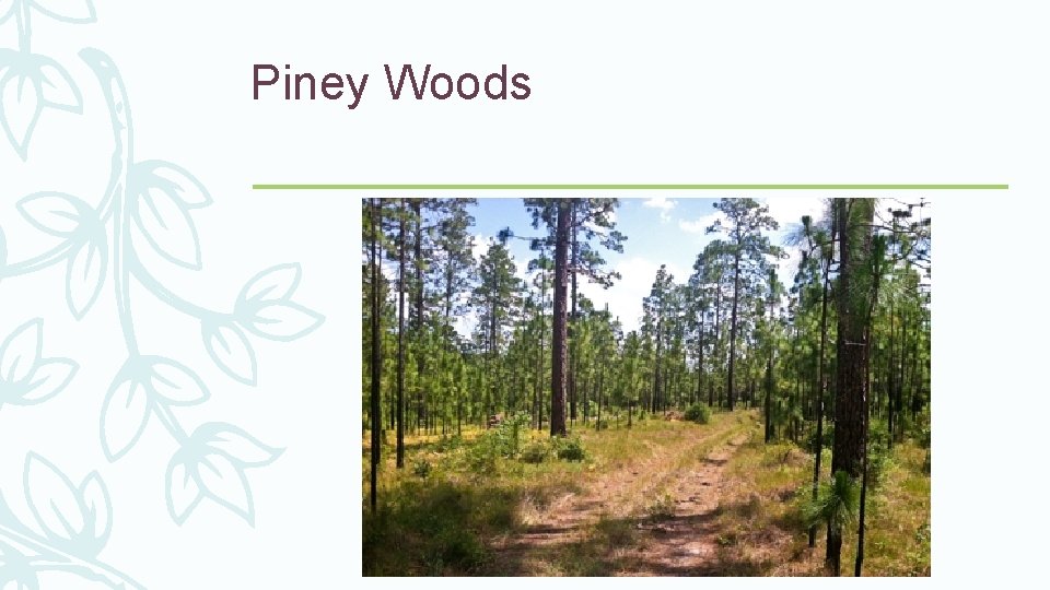 Piney Woods 