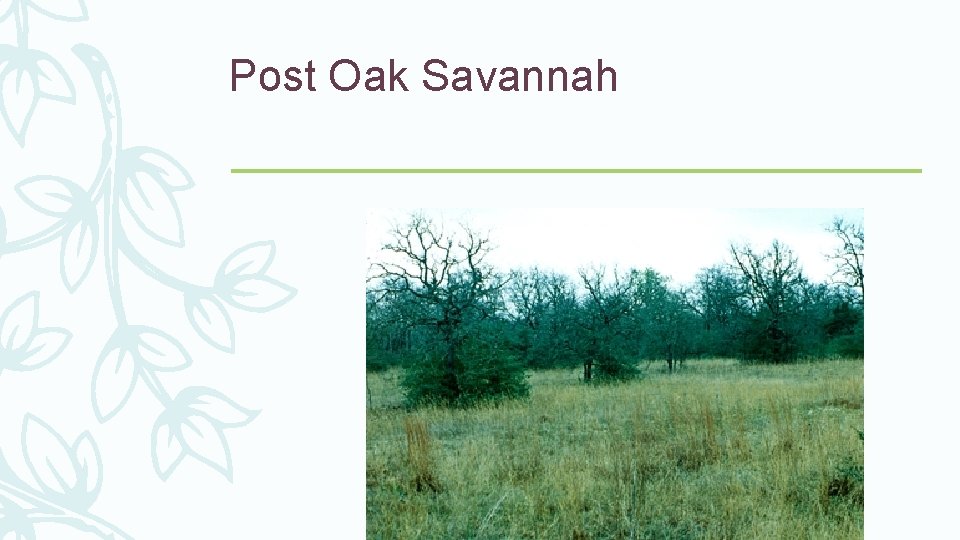 Post Oak Savannah 