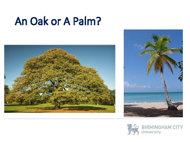 An Oak or A Palm? 