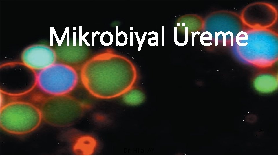 Mikrobiyal Üreme Dr. Hilal AY 