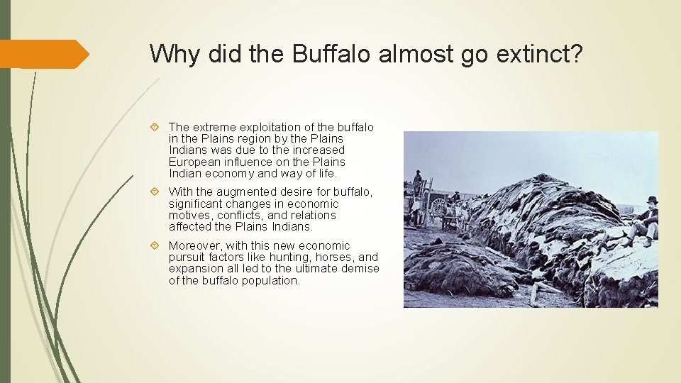 Why did the Buffalo almost go extinct? The extreme exploitation of the buffalo in