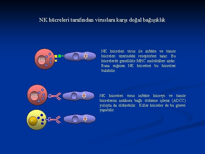 NK hücreleri tarafından viruslara karşı doğal bağışıklık NK NK hücreleri virus hücreleri üzerindeki hücrelerde