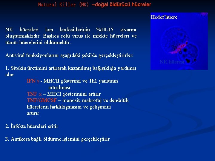 Natural Killer (NK) –doğal öldürücü hücreler Hedef hücre NK hücreleri kan lenfositlerinin %10 -15