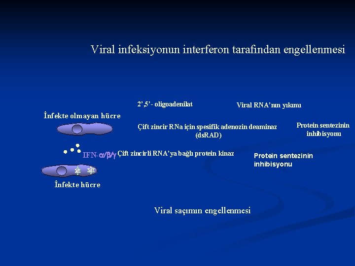 Viral infeksiyonun interferon tarafından engellenmesi İnfekte olmayan hücre 2’, 5’- oligoadenilat sentetaz Viral RNA’nın