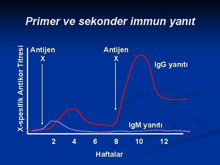 X-spesifik Antikor Titresi Primer ve sekonder immun yanıt Antijen X Ig. G yanıtı Ig.