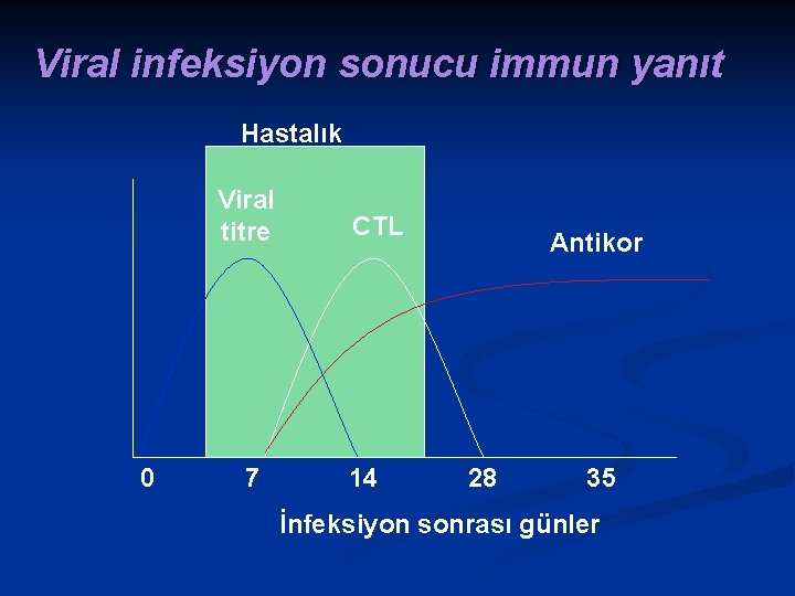 Viral infeksiyon sonucu immun yanıt Hastalık Viral titre 0 7 CTL 14 Antikor 28