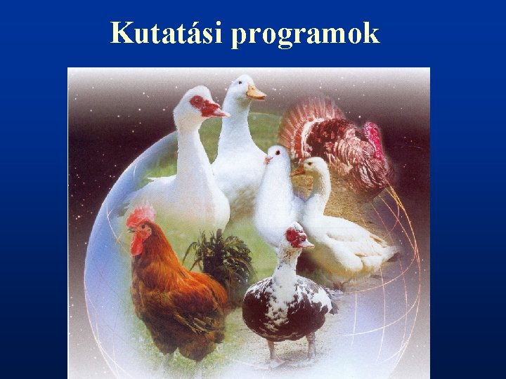 Kutatási programok 