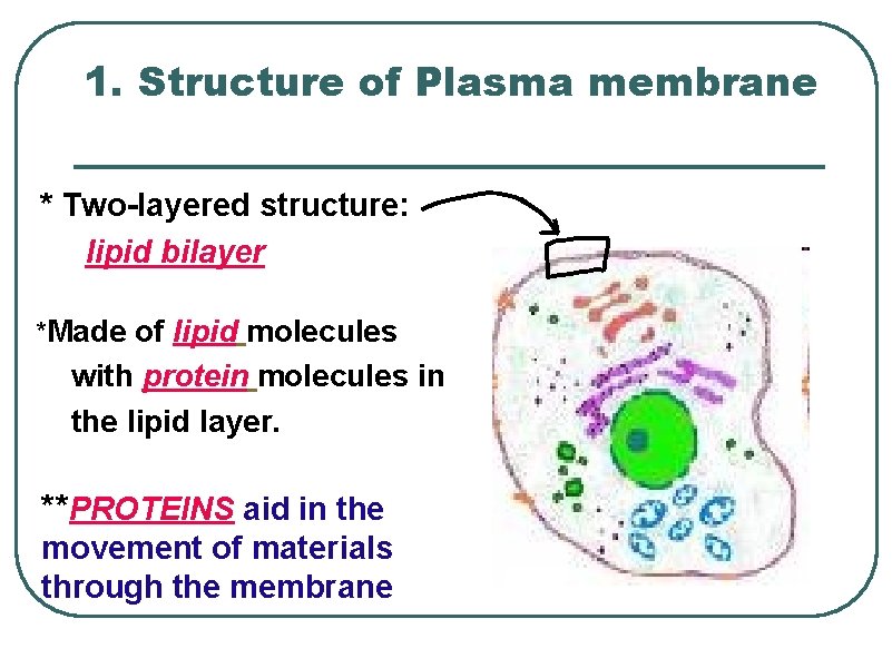 1. Structure of Plasma membrane * Two-layered structure: lipid bilayer *Made of lipid molecules