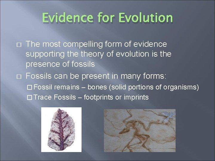 Evidence for Evolution � � The most compelling form of evidence supporting theory of