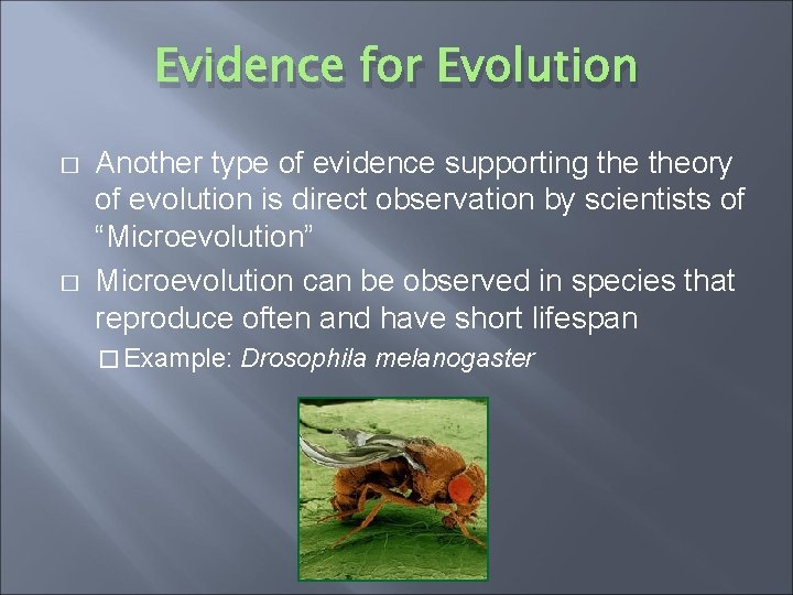 Evidence for Evolution � � Another type of evidence supporting theory of evolution is