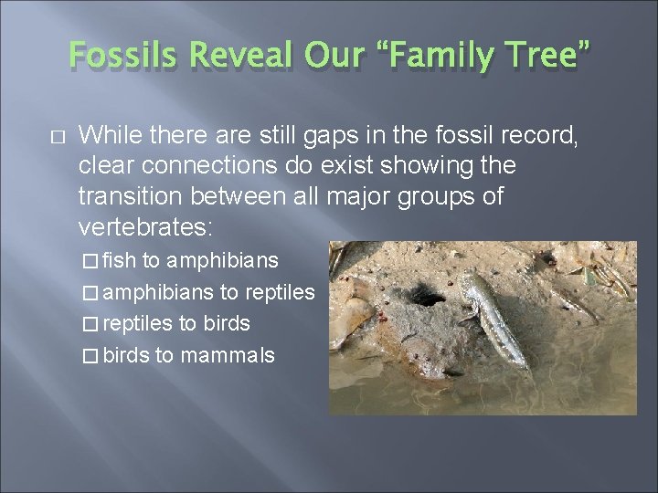 Fossils Reveal Our “Family Tree” � While there are still gaps in the fossil