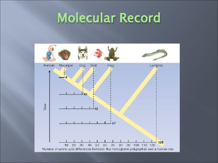 Molecular Record 