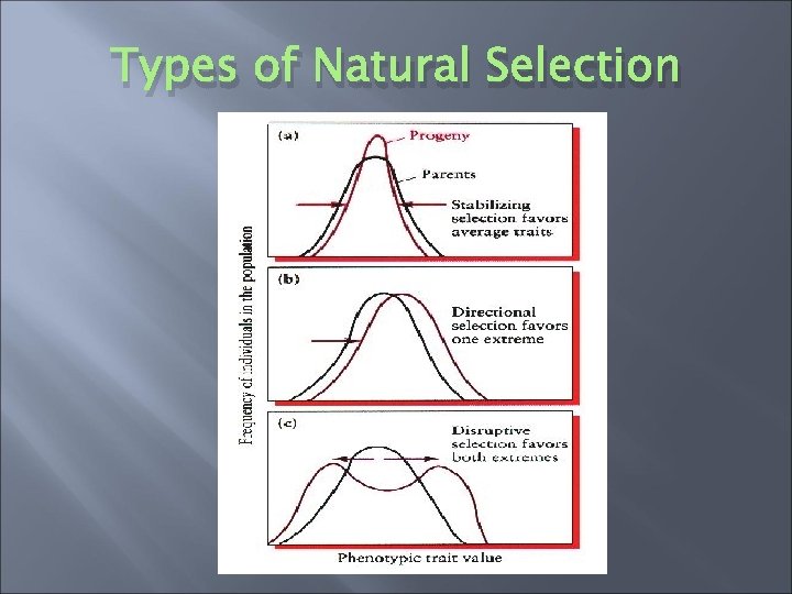 Types of Natural Selection 