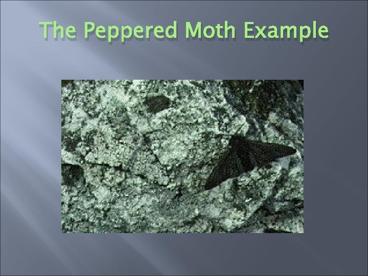 The Peppered Moth Example 