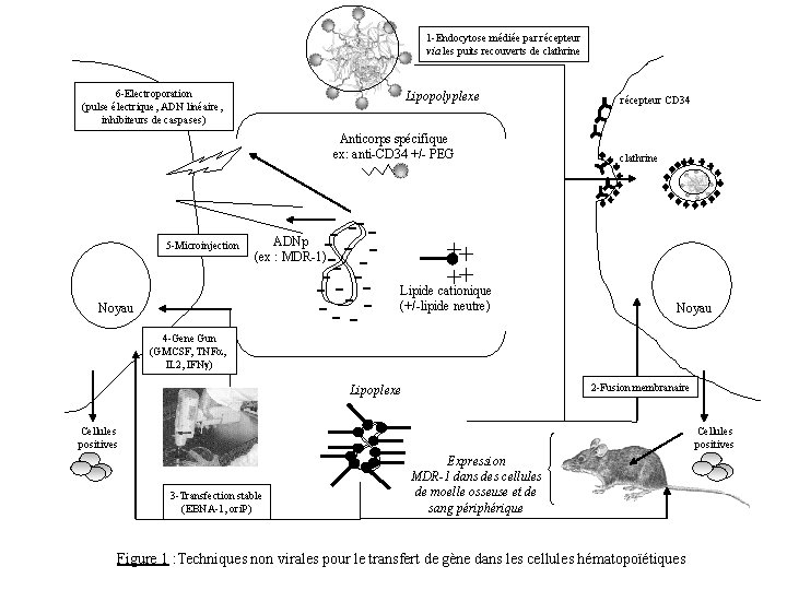 1 -Endocytose médiée par récepteur via les puits recouverts de clathrine 6 -Electroporation (pulse