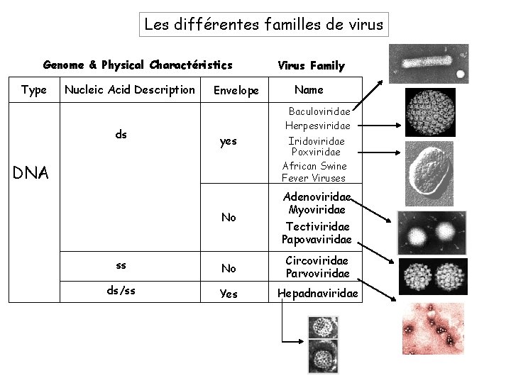 Les différentes familles de virus Genome & Physical Charactéristics Type Nucleic Acid Description ds